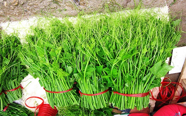 Su su Tam Đảo