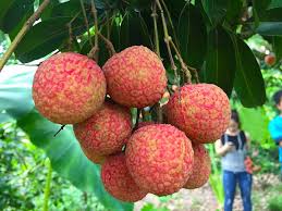 Vải thiều Lục Ngạn